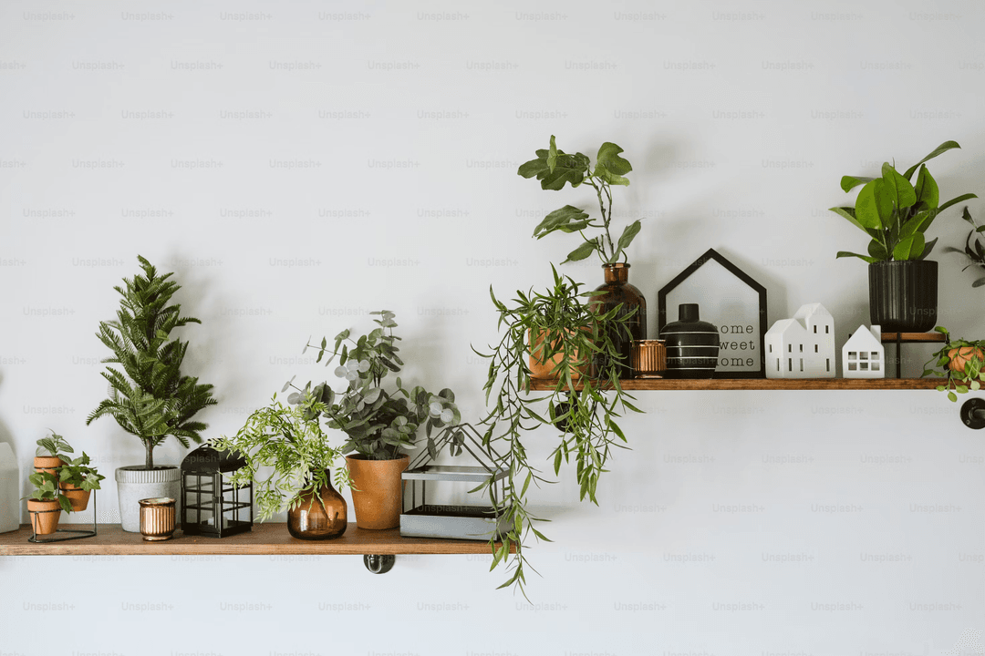 Plants on shelves