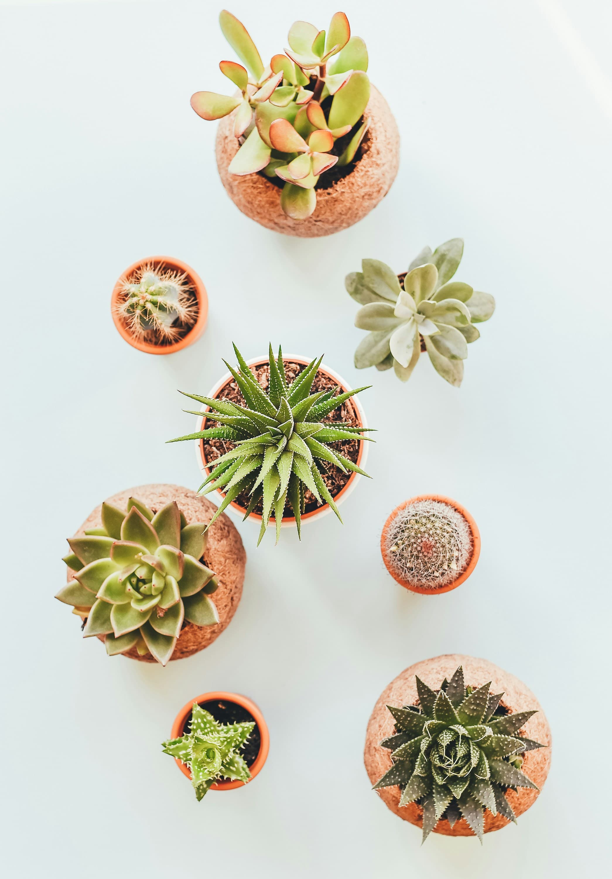 Succulent plants collection